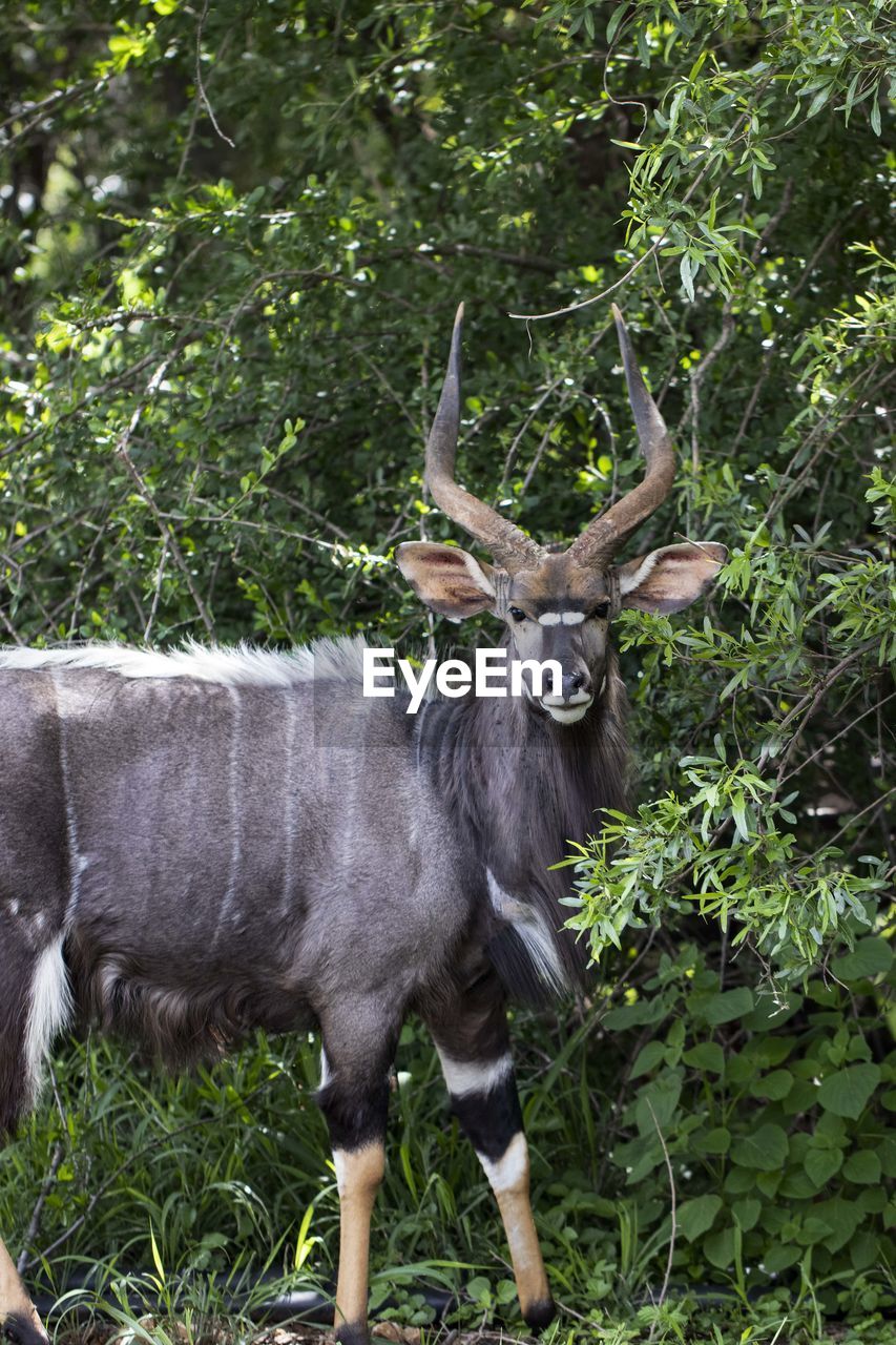 PORTRAIT OF HORSE STANDING IN A TREE