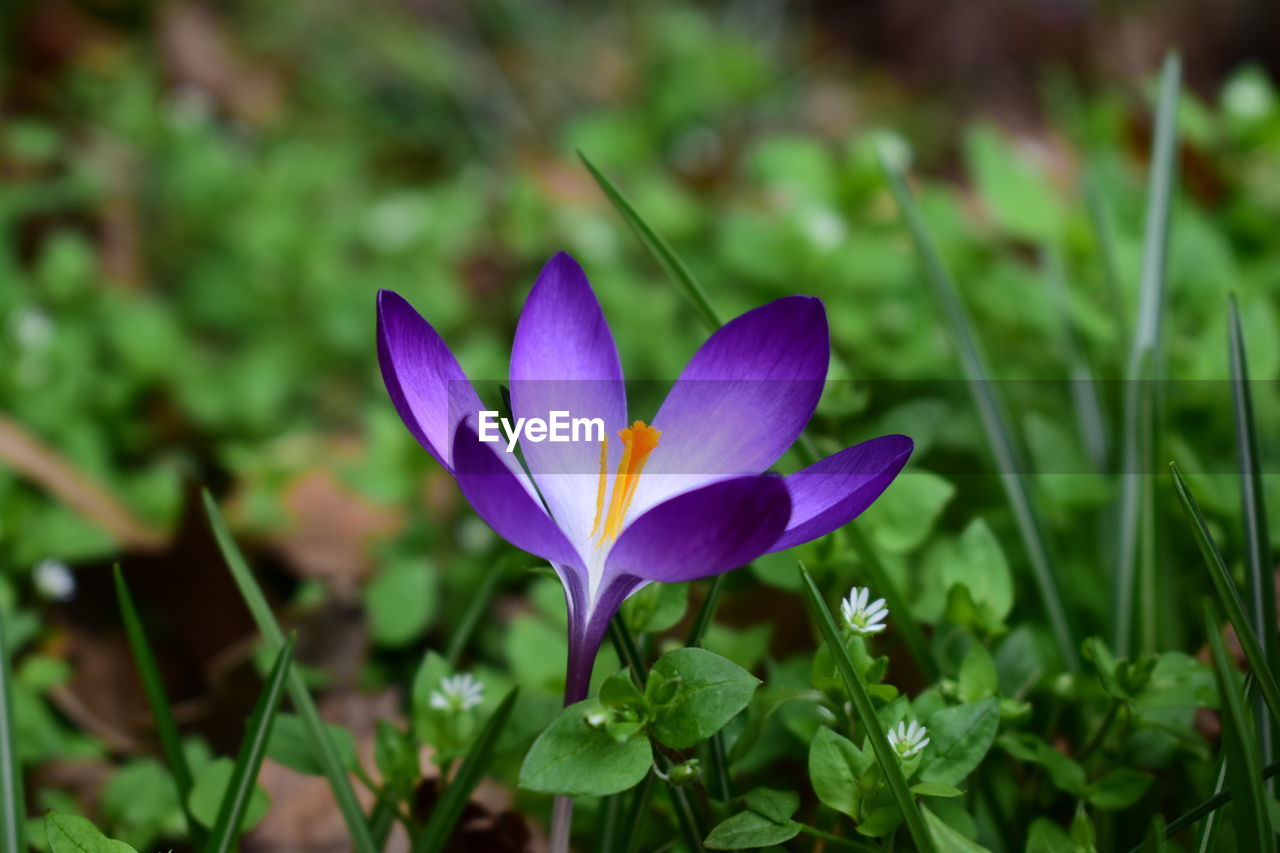 Close-up of purple crocus flower on field