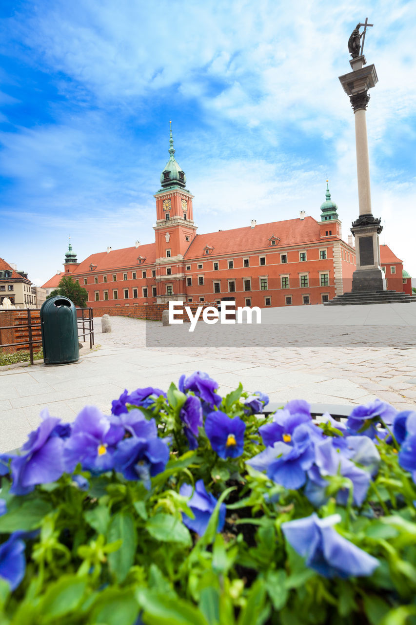 PURPLE FLOWERING PLANTS IN CITY