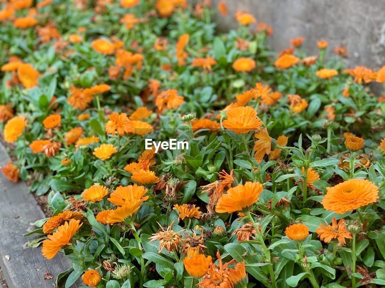 Close-up of orange flowering plants