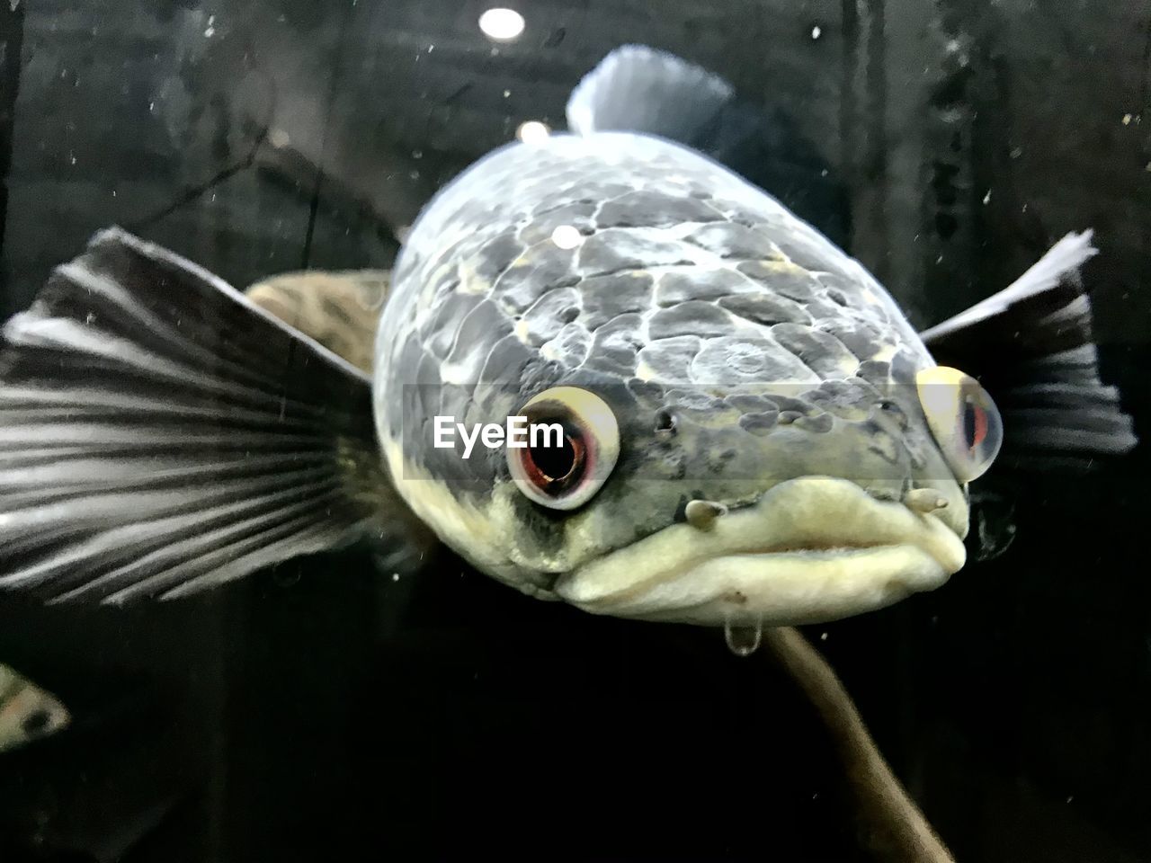 CLOSE-UP OF FISH SWIMMING UNDERWATER