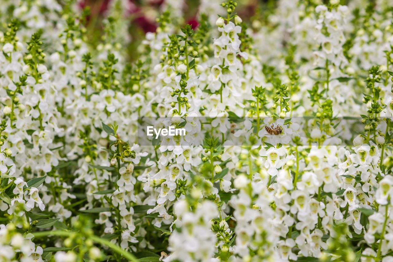 CLOSE-UP OF INSECTS ON WHITE FLOWERING PLANT