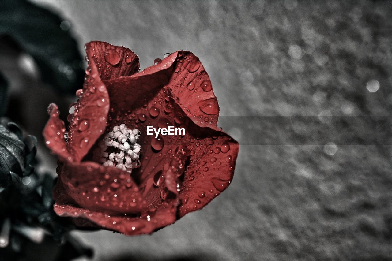 Close-up high angle view of water drops on flower