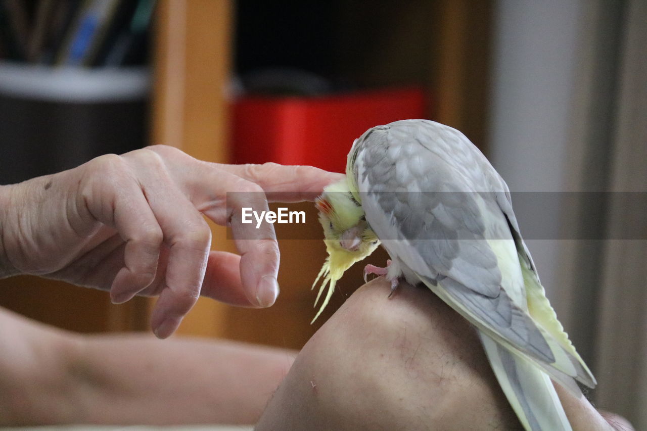 Midsection of person feeding bird perching on hand