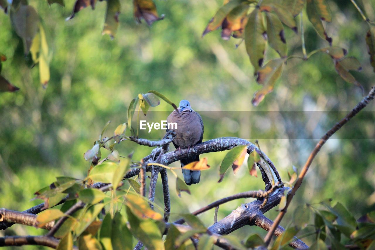 BIRD PERCHING ON TREE