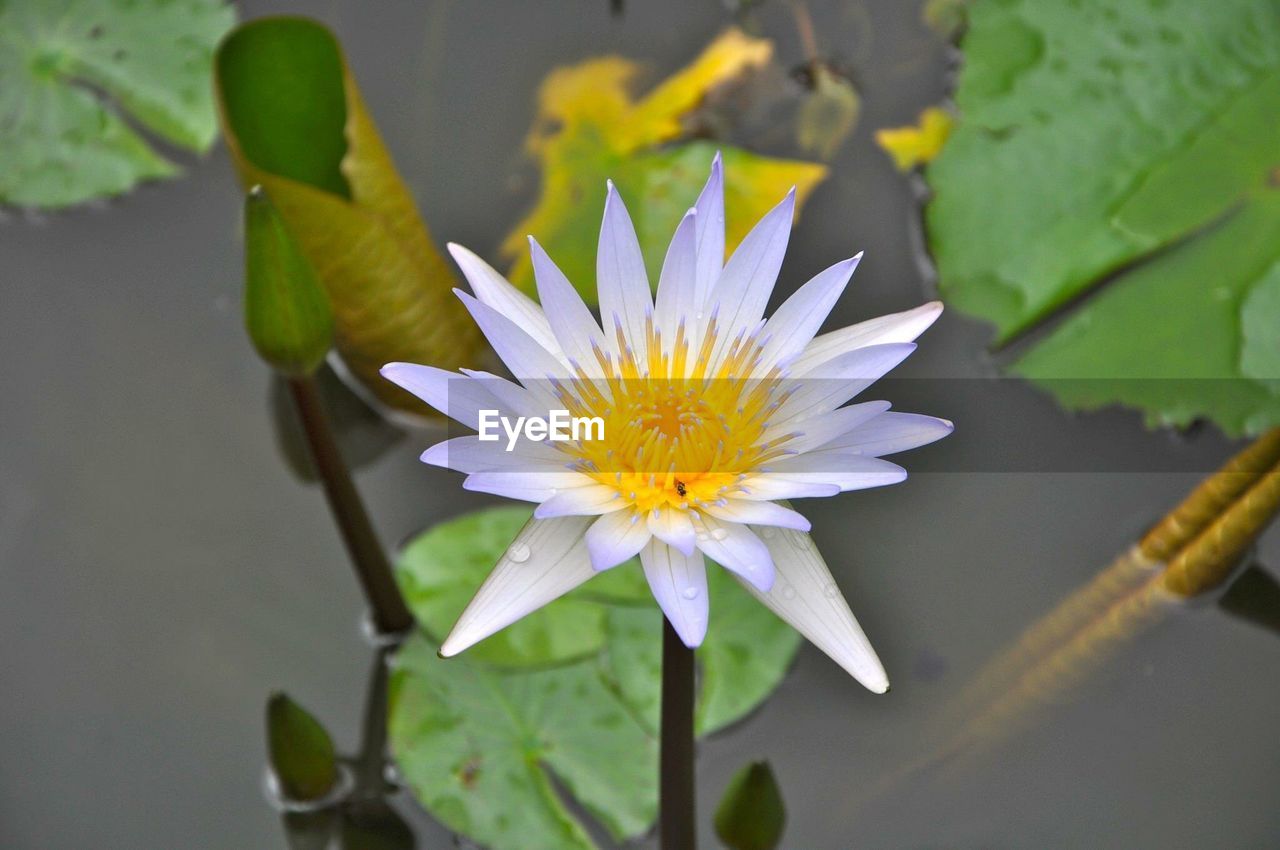 CLOSE-UP OF WATER LILIES IN LAKE