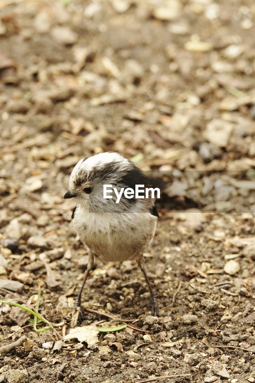 Close-up of tail tit on field