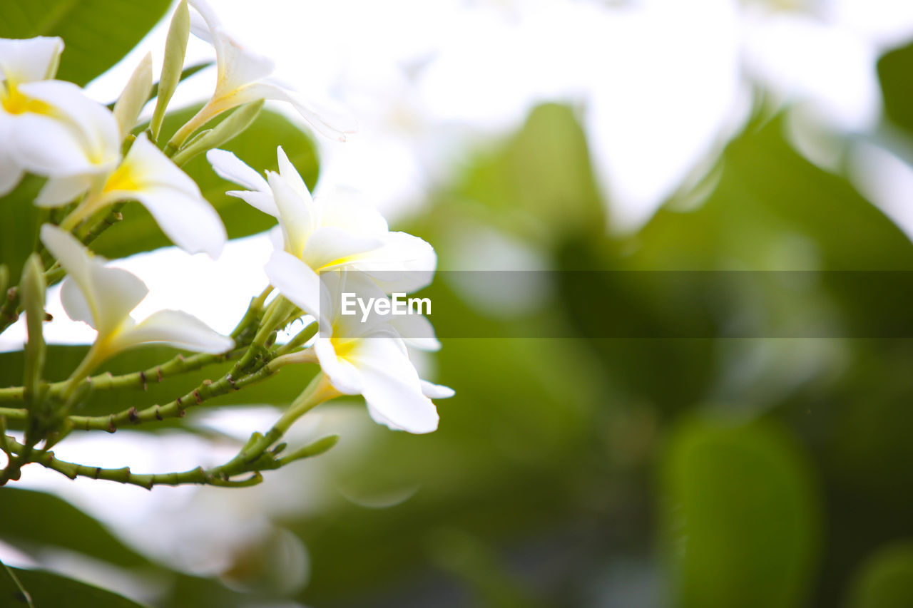 CLOSE-UP OF WHITE FLOWERING PLANT AGAINST BRIGHT SUN