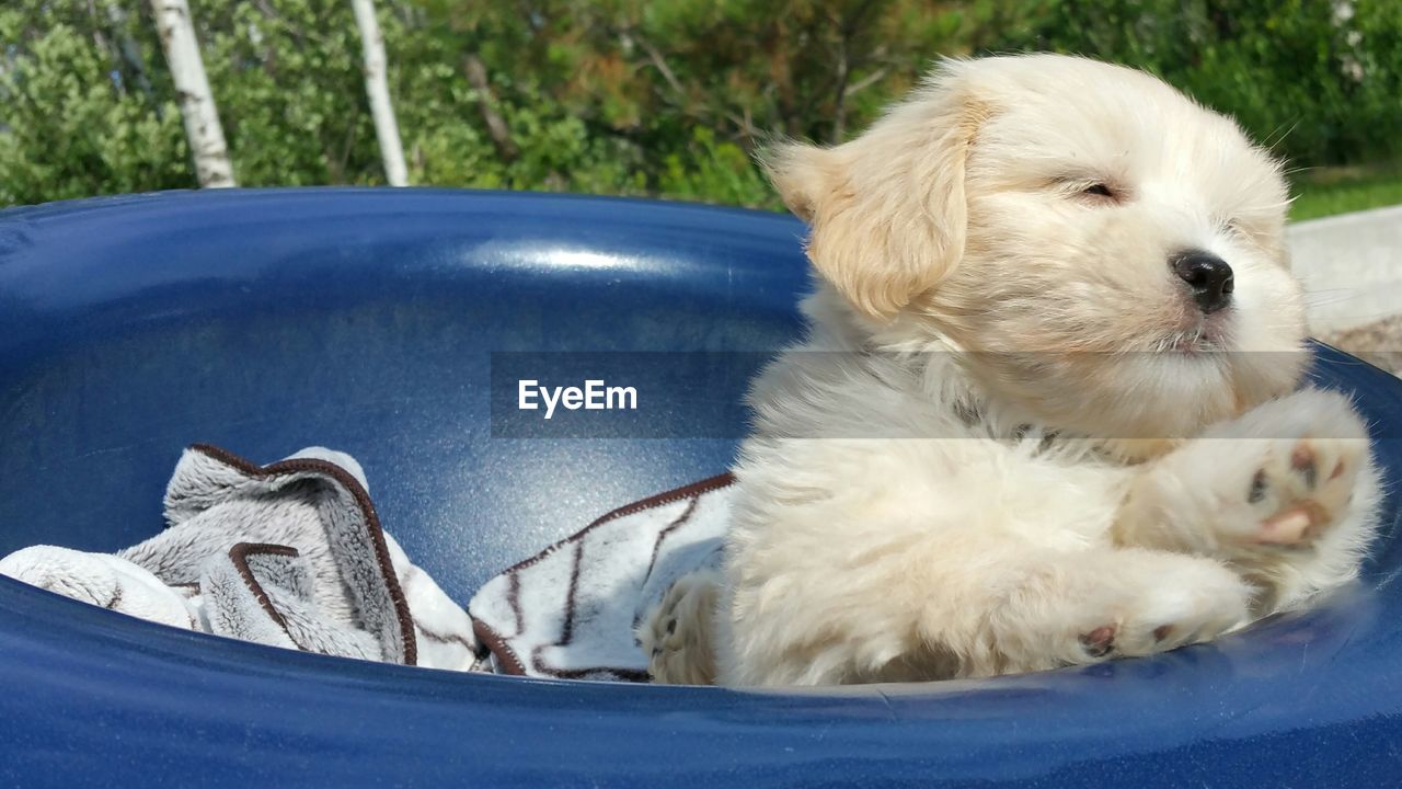 Close-up of puppy in tub