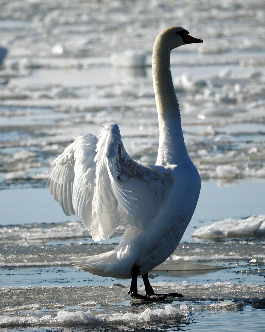 CLOSE-UP OF SWAN BY LAKE
