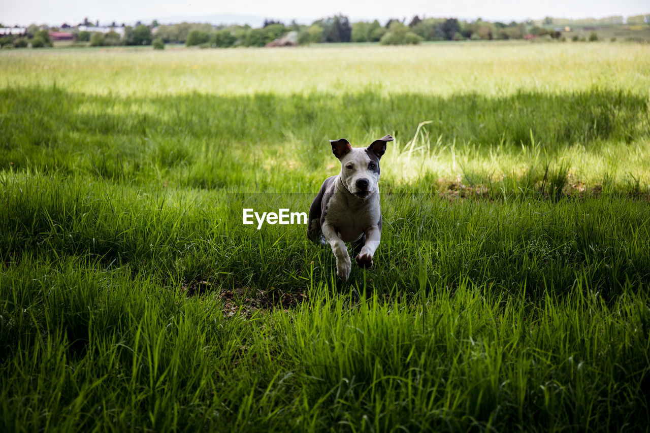 DOG IN THE FIELD