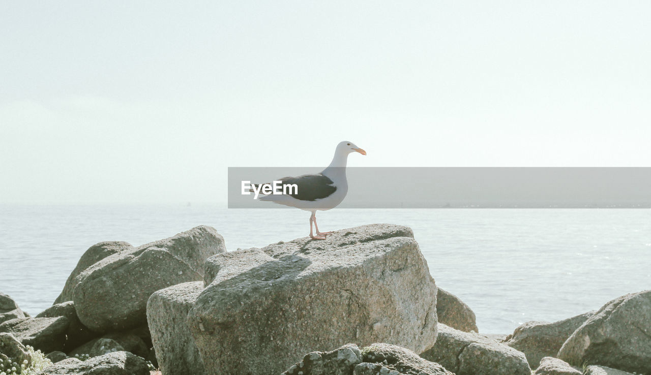 Seagull perching on rock by sea against sky