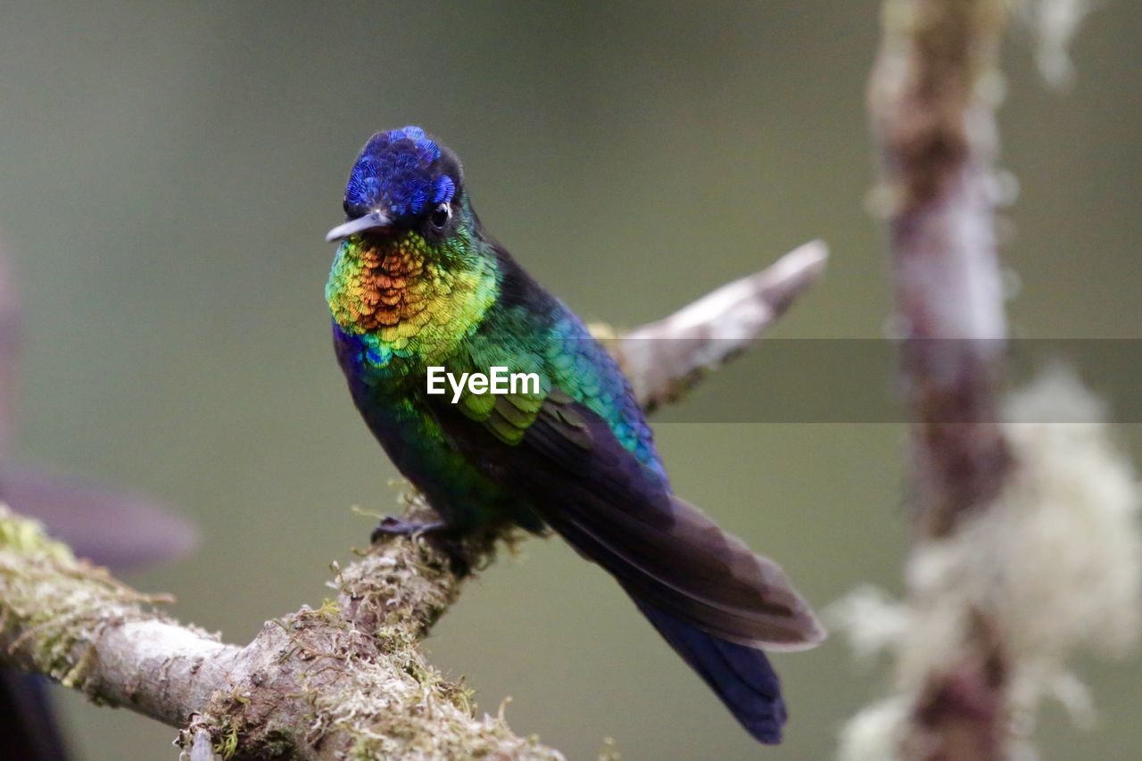 CLOSE-UP OF BLUE BIRD PERCHING ON TREE