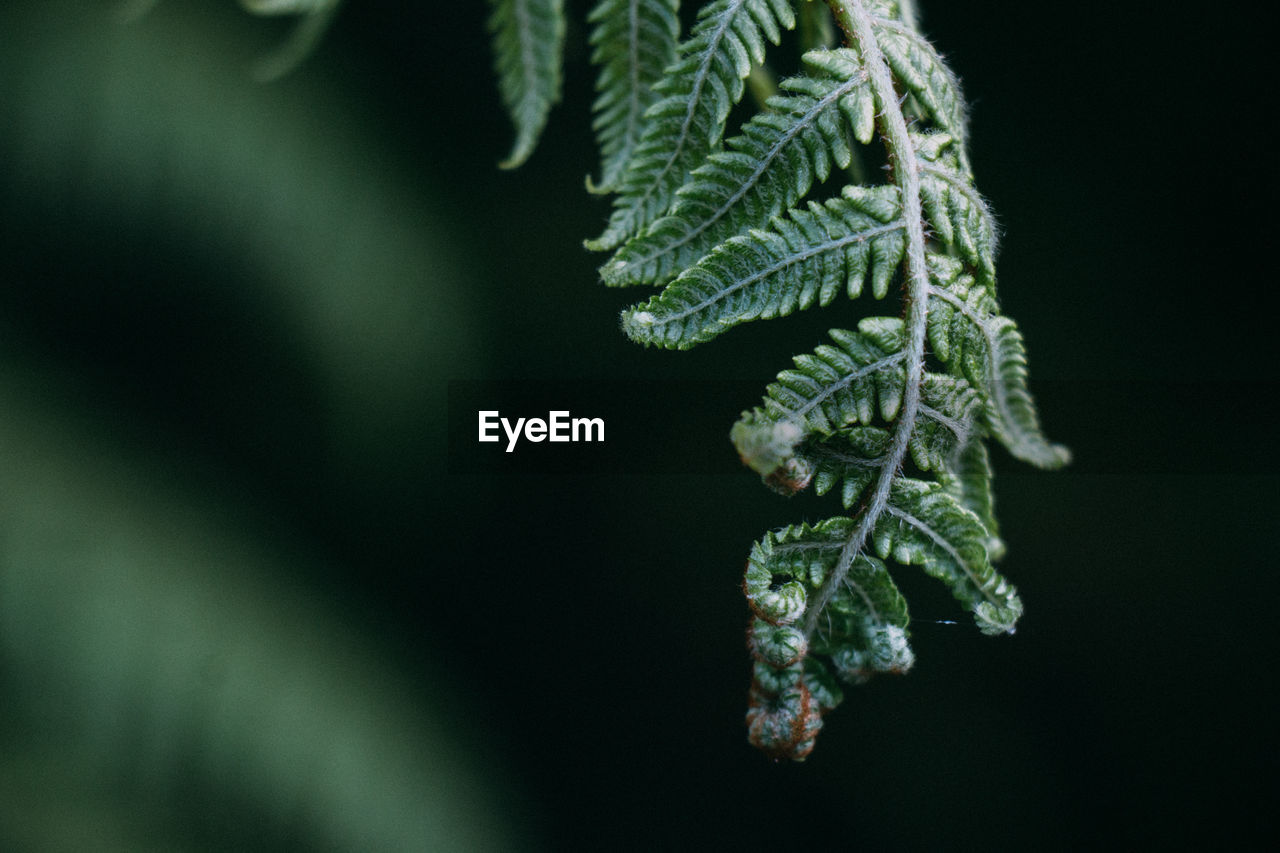 Close-up of tree during winter