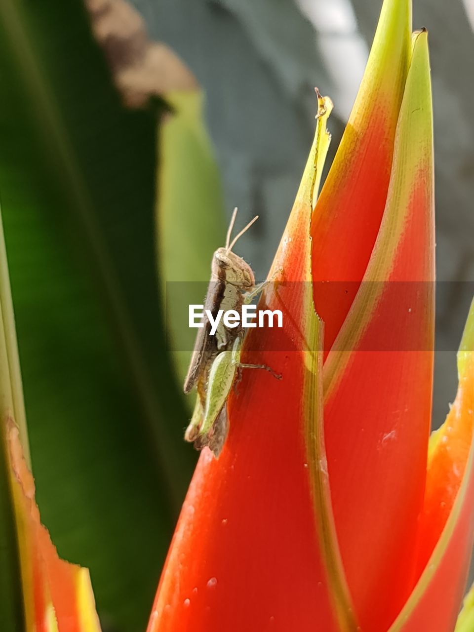 CLOSE-UP OF INSECT ON PLANT