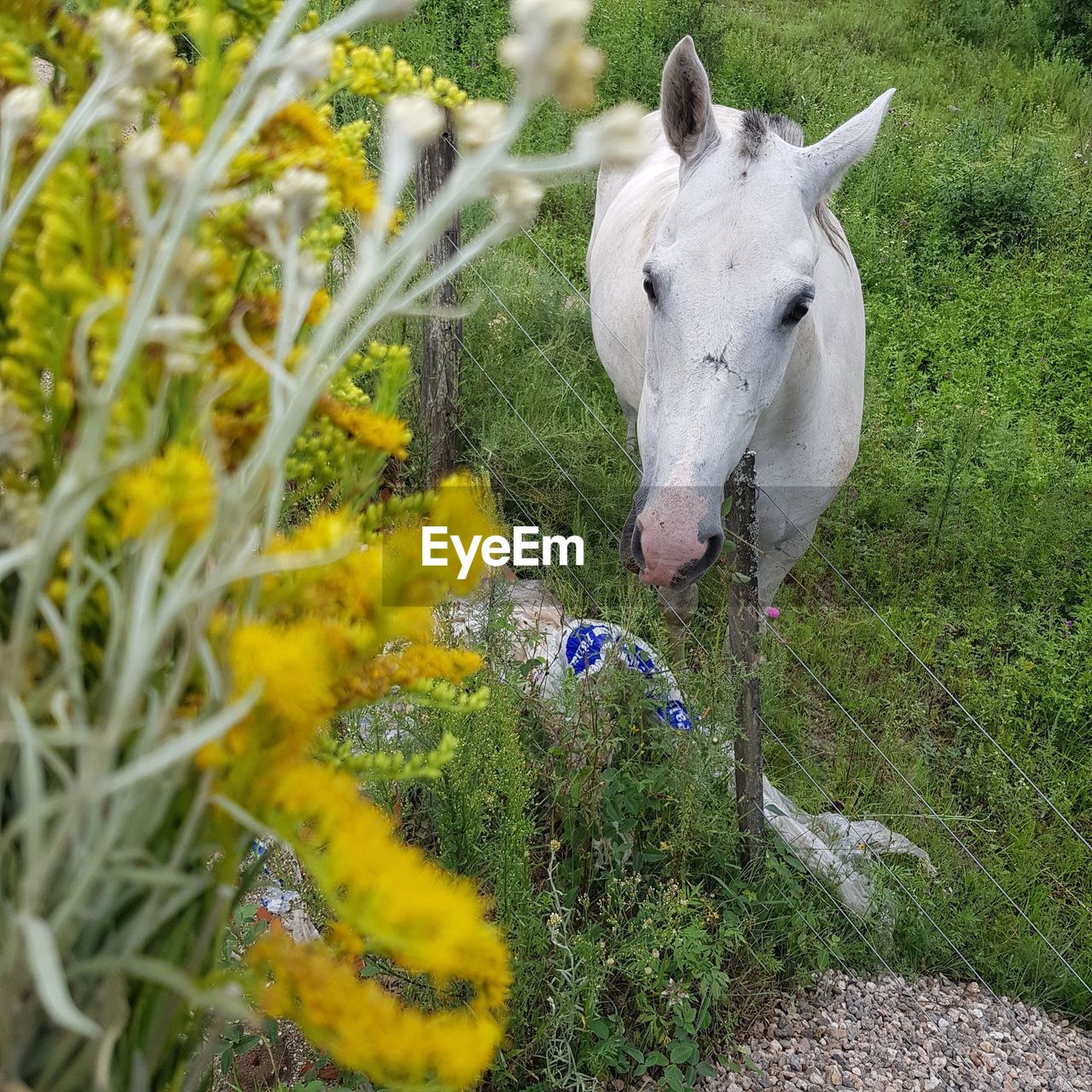 horse, animal, animal themes, mammal, plant, domestic animals, flower, livestock, one animal, pet, meadow, grass, nature, field, flowering plant, agriculture, no people, animal wildlife, growth, pasture, land, day, working animal, outdoors, green, beauty in nature, animal head, farm