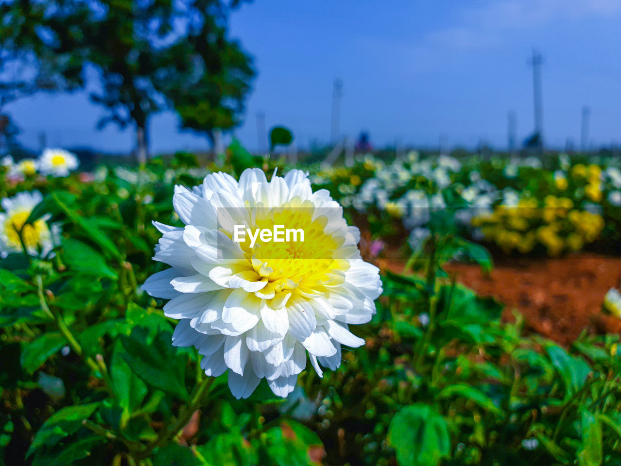 Close-up of white flowering plant against sky