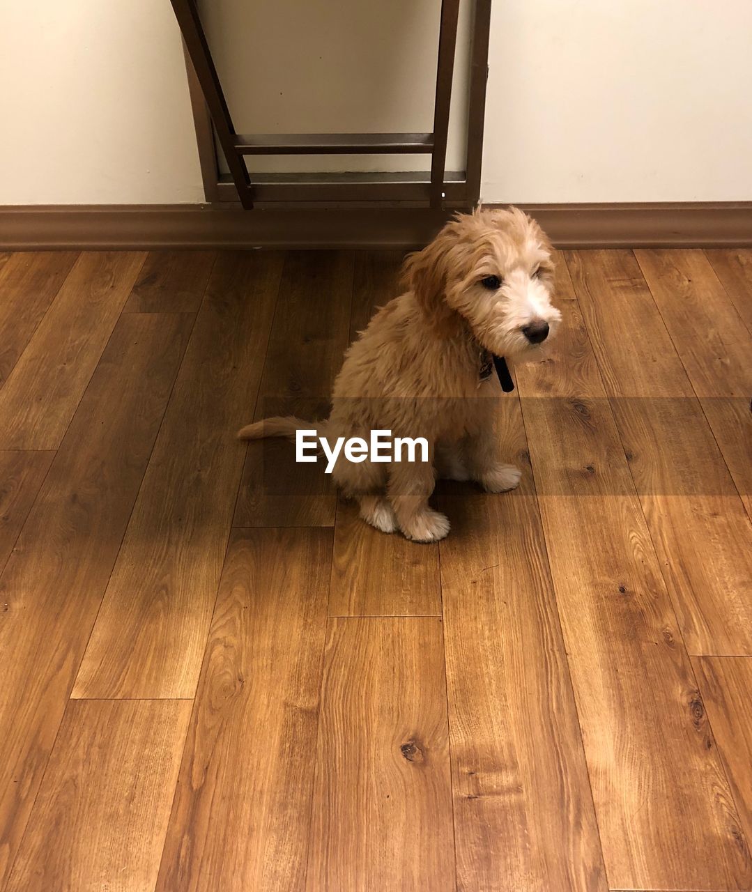 HIGH ANGLE VIEW OF DOG SITTING ON HARDWOOD FLOOR AT HOME