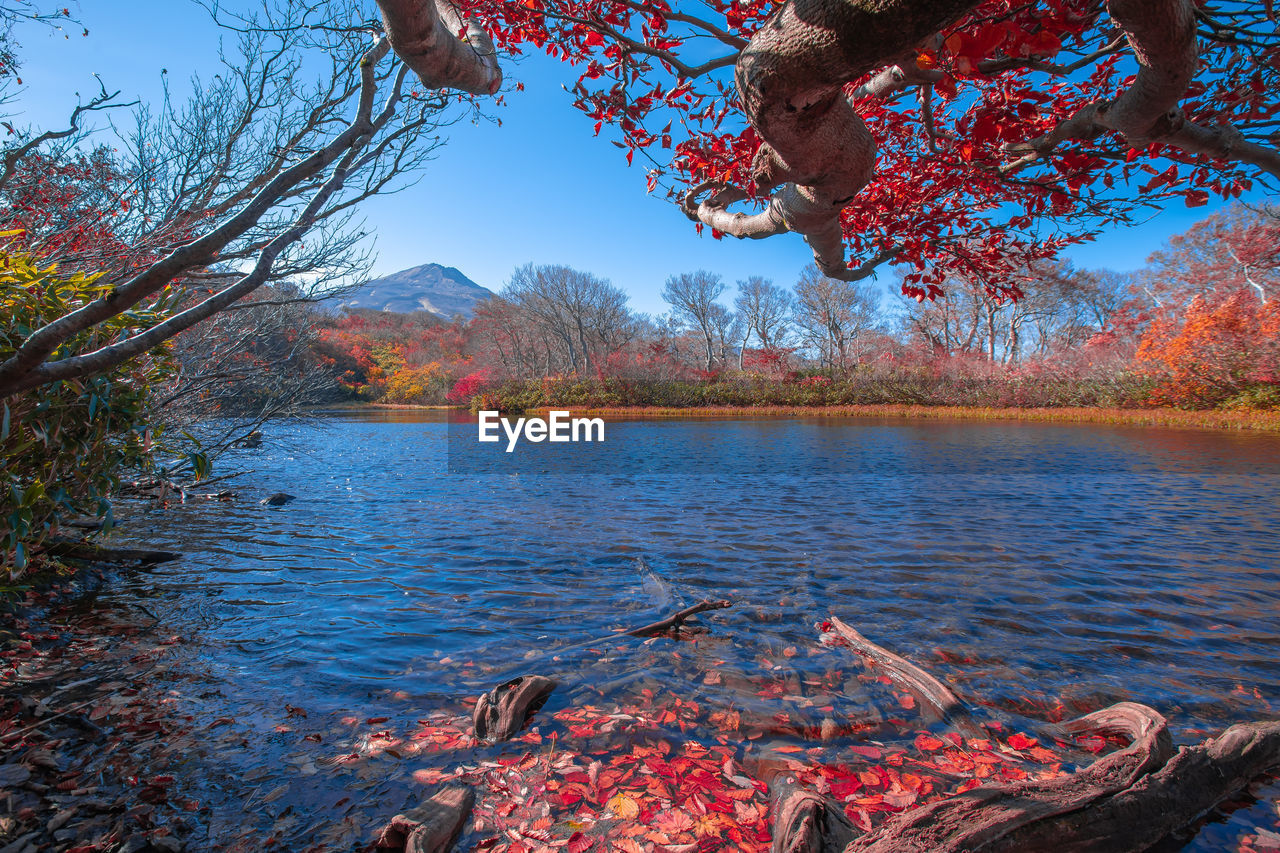 Scenic view of lake in forest during autumn