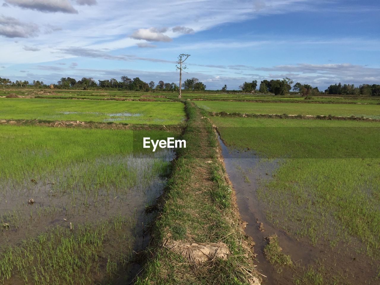 SCENIC VIEW OF FARM FIELD AGAINST SKY