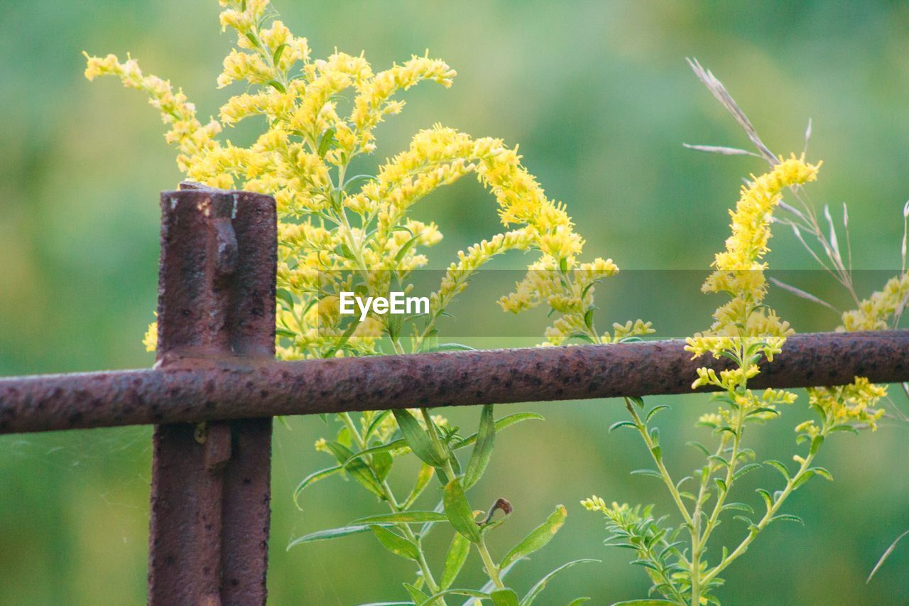 CLOSE-UP OF METAL FENCE AGAINST YELLOW PLANTS