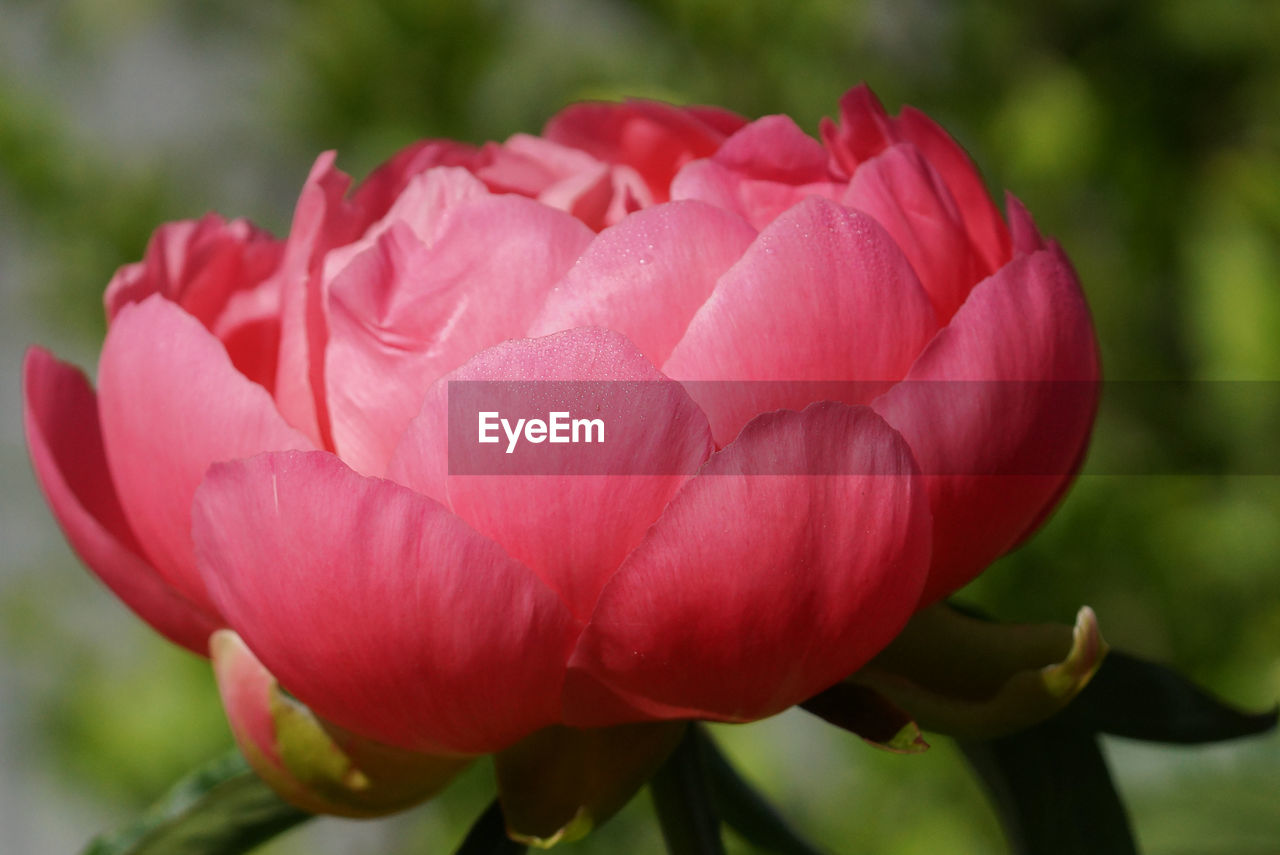 CLOSE-UP OF PINK TULIP