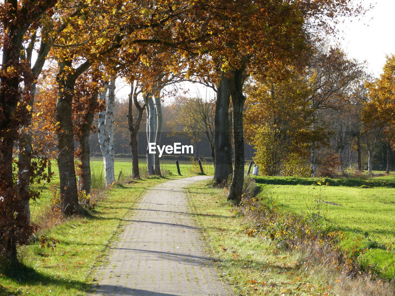 TREES IN PARK DURING AUTUMN