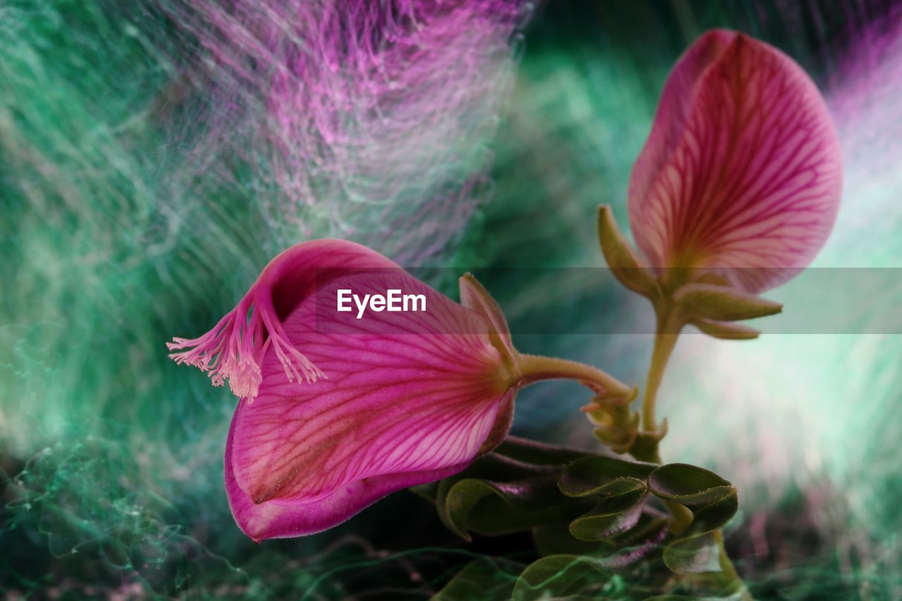 CLOSE-UP OF PINK HIBISCUS FLOWER