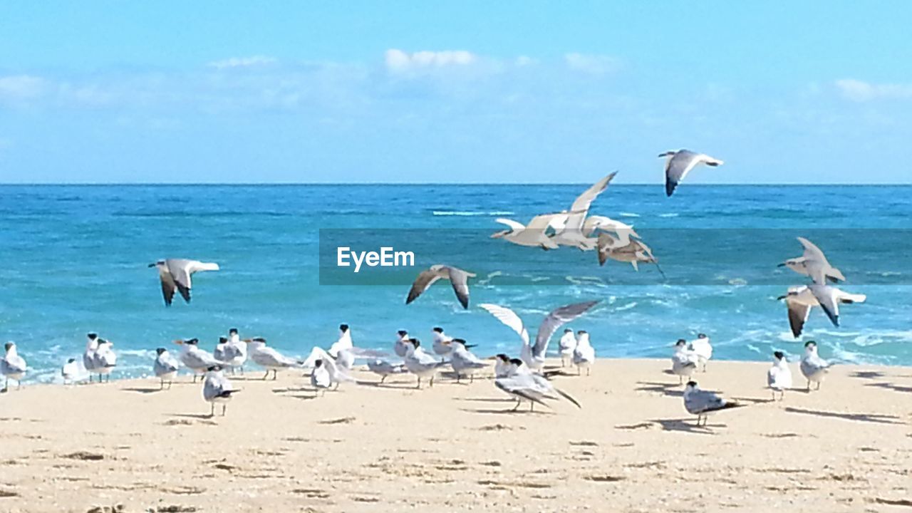 SILHOUETTE OF BIRDS ON BEACH