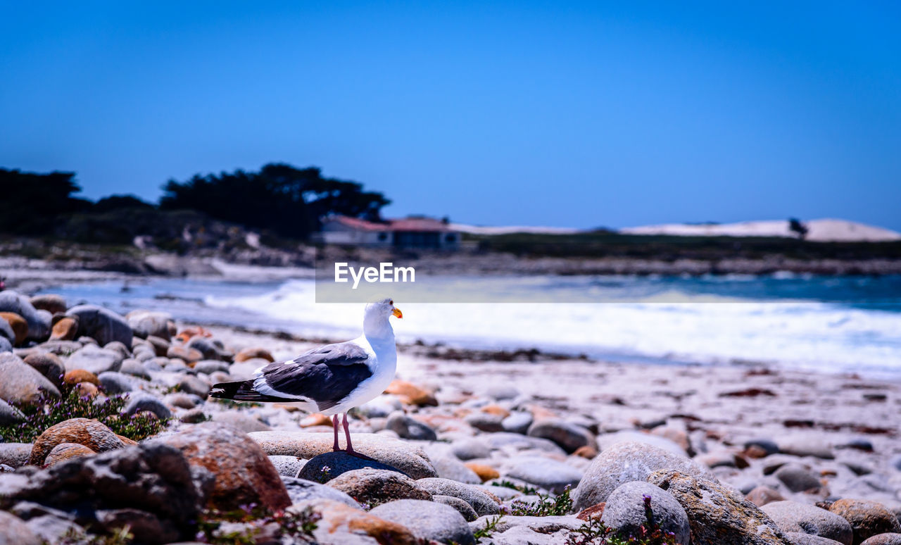 CLOSE-UP OF BIRD ON BEACH