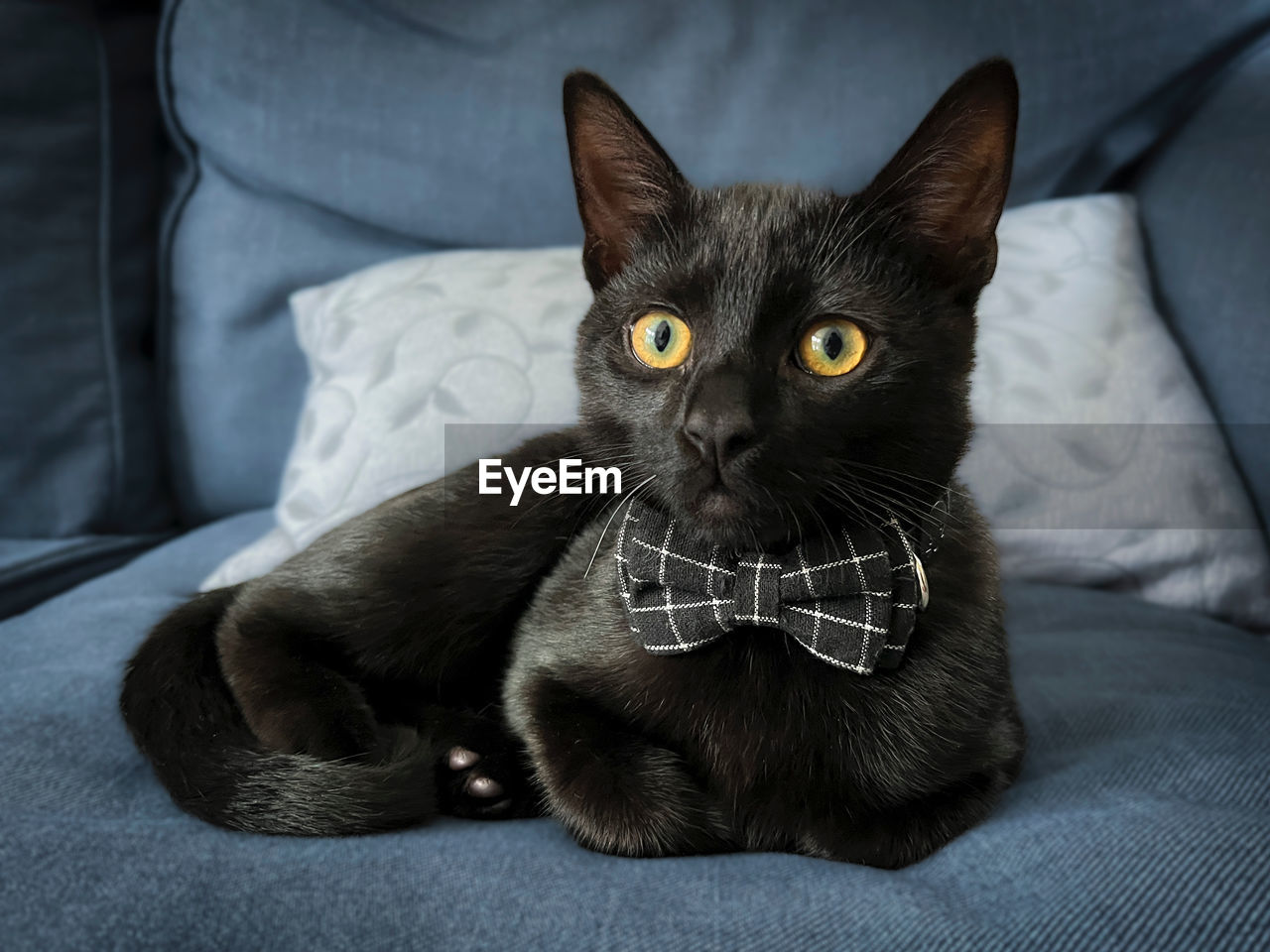 Close-up portrait of a black cat wearing a bow tie
