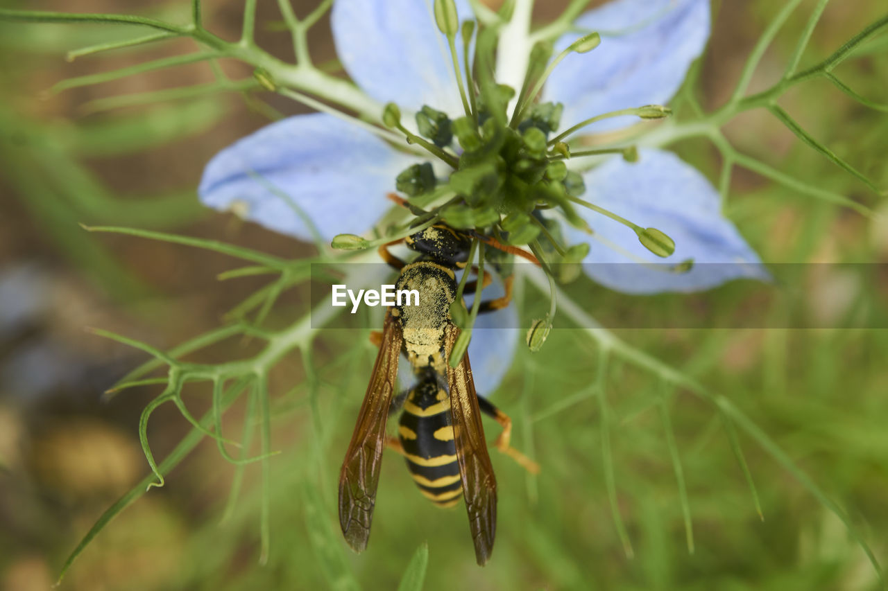 CLOSE-UP OF INSECT ON LEAVES