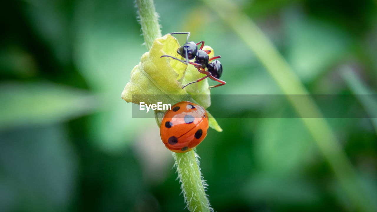 insect, animal, animal themes, animal wildlife, wildlife, macro photography, nature, ladybug, close-up, plant, beetle, focus on foreground, one animal, beauty in nature, flower, green, macro, plant part, no people, leaf, outdoors, day, environment, animal wing, plant stem, yellow, animal body part, animal behavior, lap dog