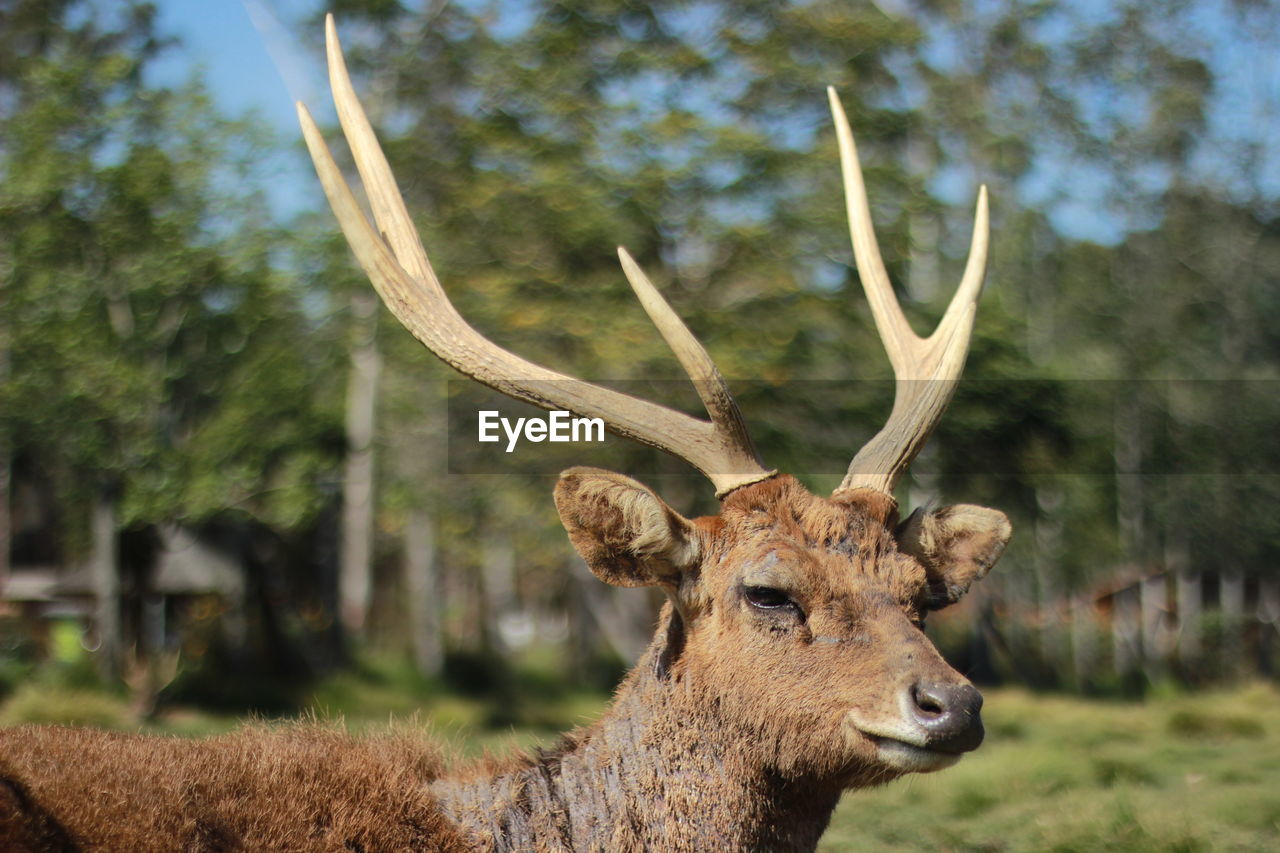 Close-up of deer on field