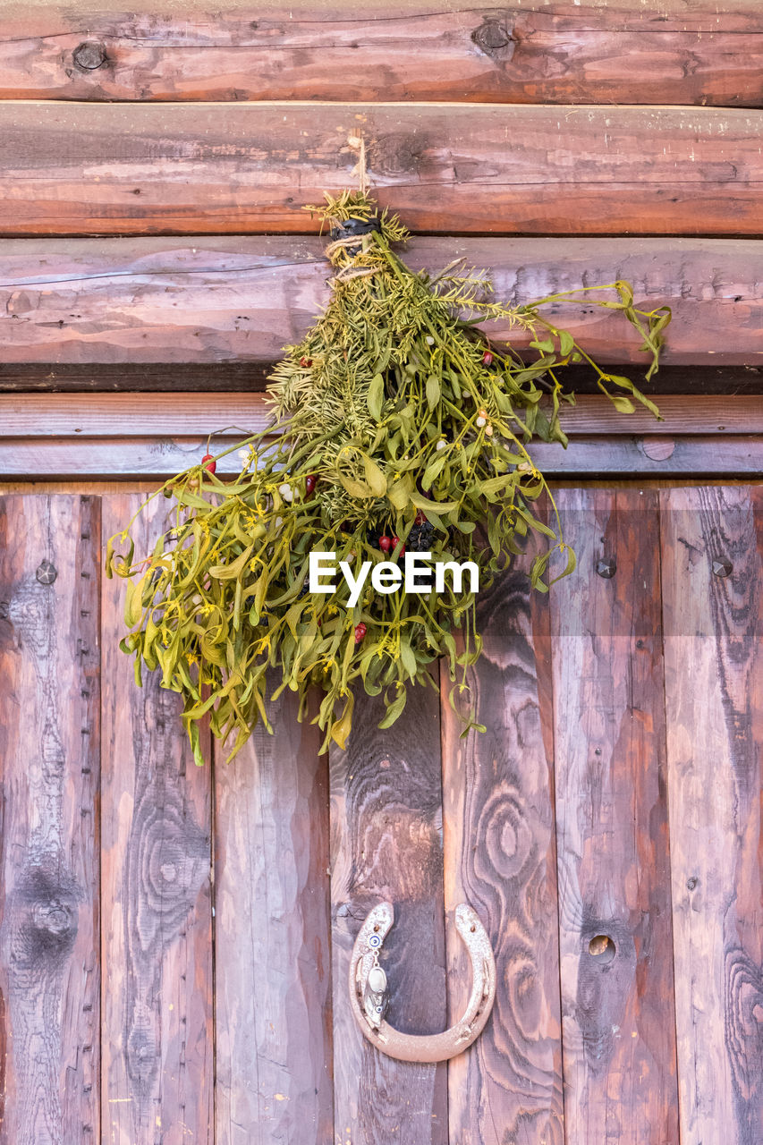 LOW ANGLE VIEW OF PLANTS GROWING ON WOOD