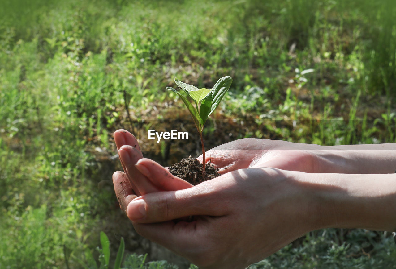 Cropped hands holding seedling