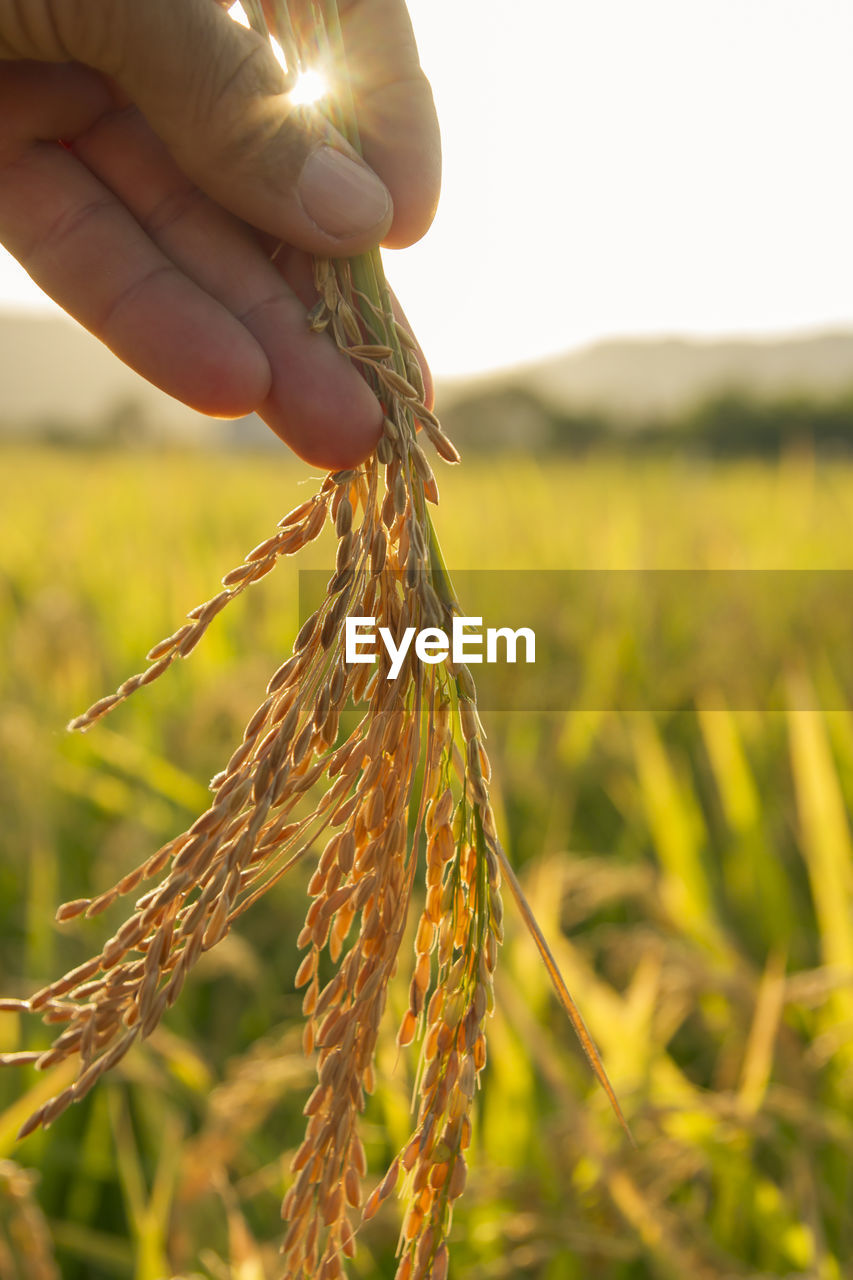 Beautiful sunset in a rice field ,hand holding rice ears or plant close up in a rice field with sun flare and blurred background