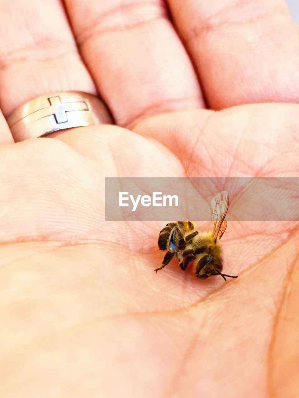 CLOSE-UP OF INSECT ON HAND