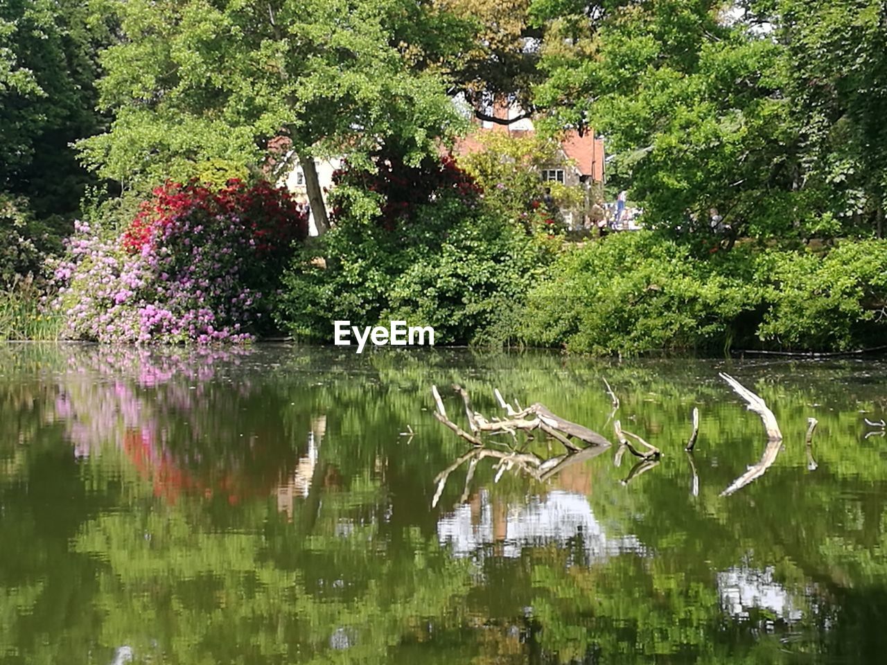 SCENIC VIEW OF LAKE WITH TREES IN FOREST