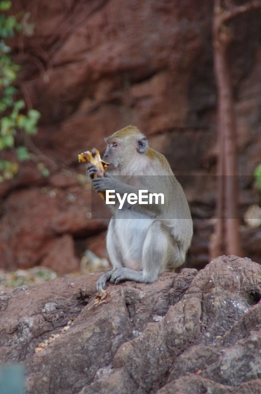 Close-up of monkey having banana outdoors