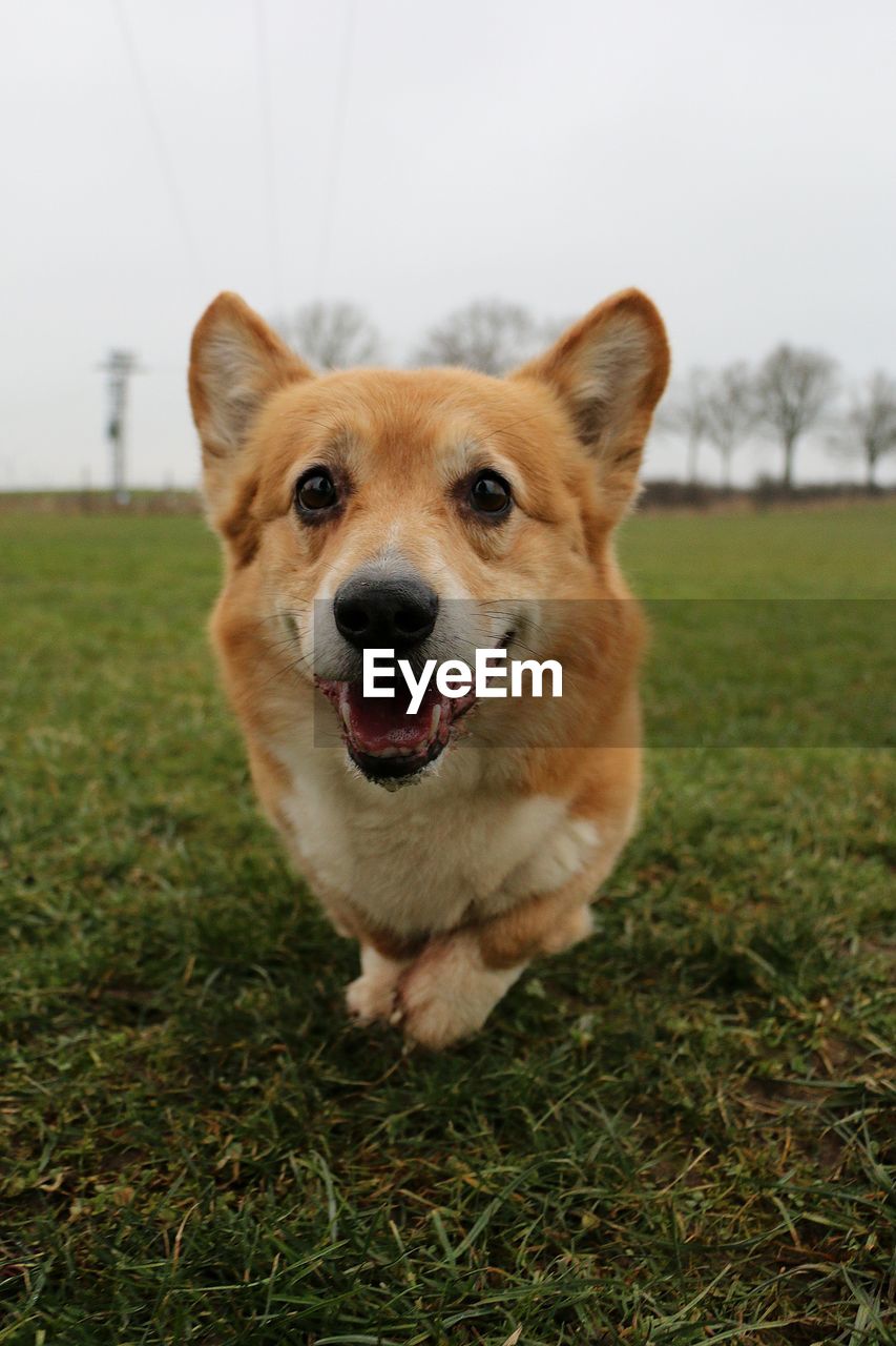 PORTRAIT OF DOG ON FIELD AGAINST SKY