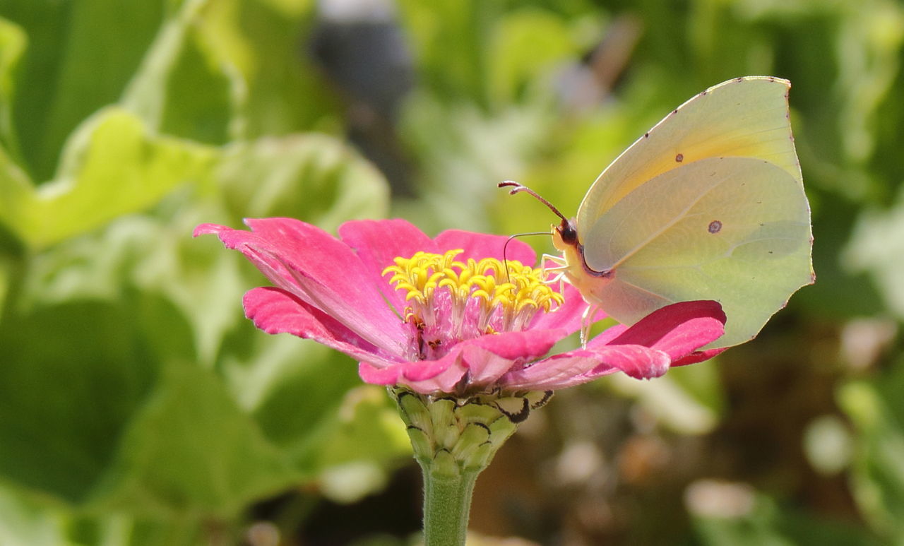 CLOSE-UP OF BUTTERFLY POLLINATING ON FLOWER