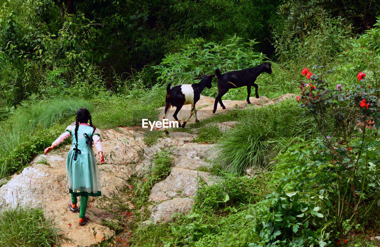 Girl with goats walking on footpath amidst plants