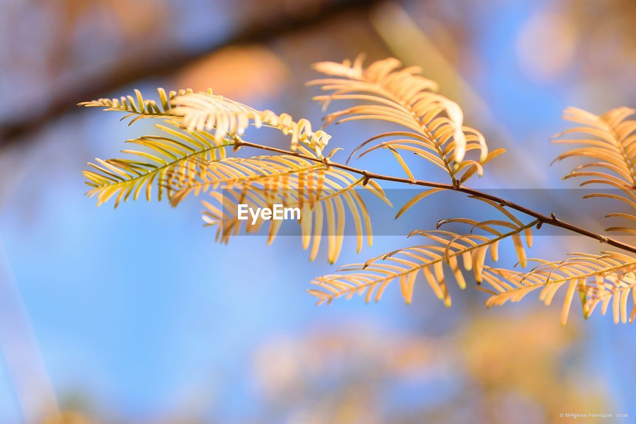 Low angle view of tree against sky