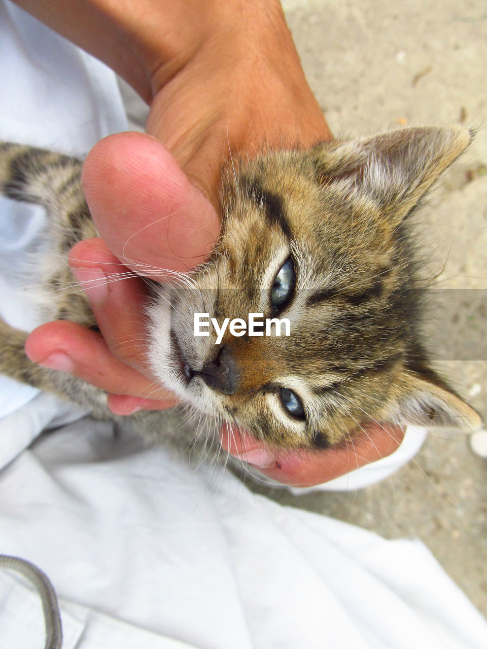 Close-up of person holding kitten