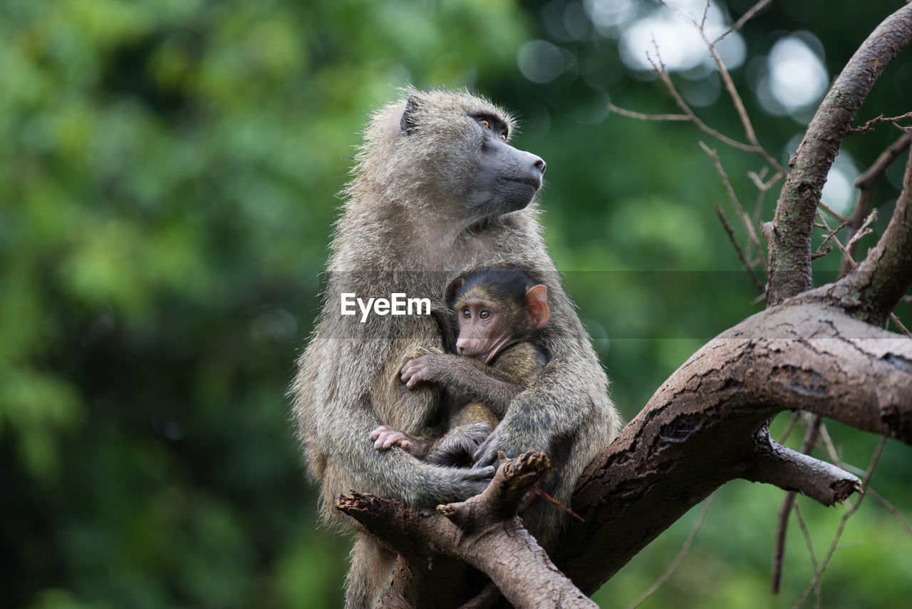 CLOSE-UP OF MONKEY SITTING ON BRANCH