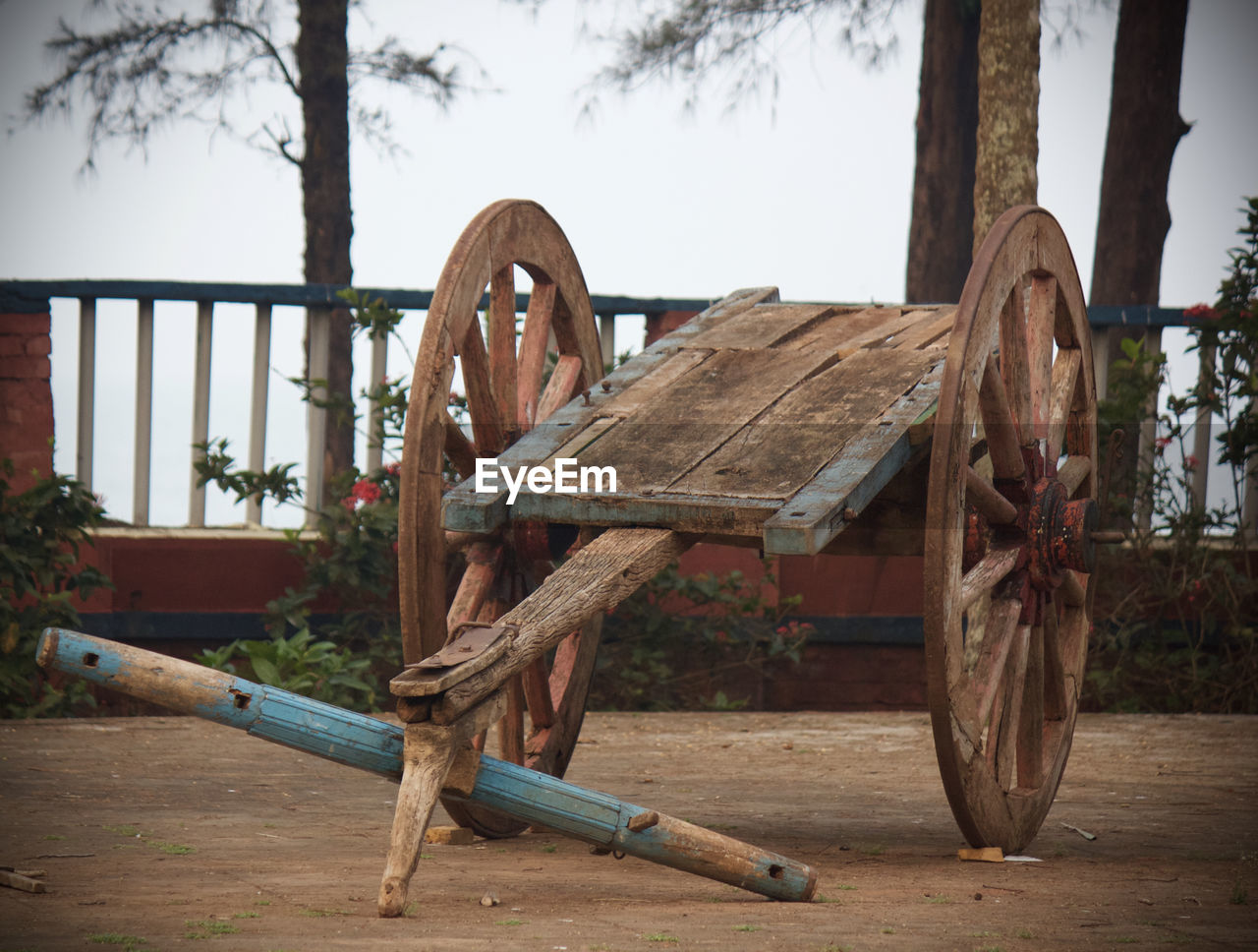 CLOSE-UP OF WOOD AND TREE