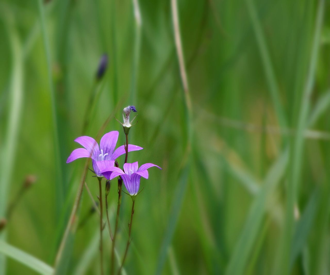 Purple flowers blooming in field