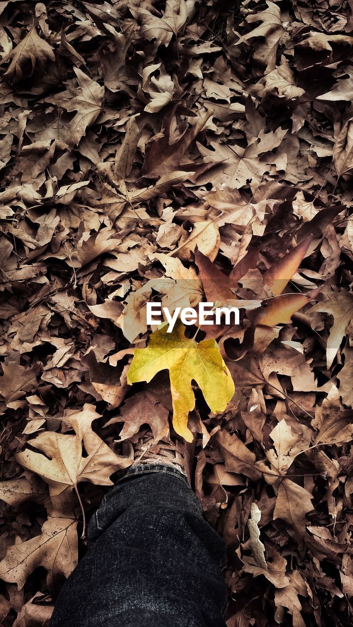 LOW SECTION OF PERSON STANDING ON DRY LEAVES