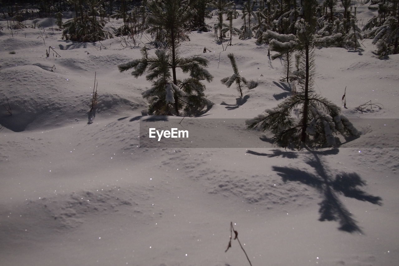 HIGH ANGLE VIEW OF TREES ON SNOW